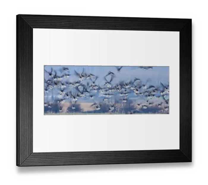 Framed Print : Pink-footed Geese Anser brachyrhynchus North Norfolk winter Framed Print : Pink-footed Geese Anser brachyrhynchus North Norfolk winter