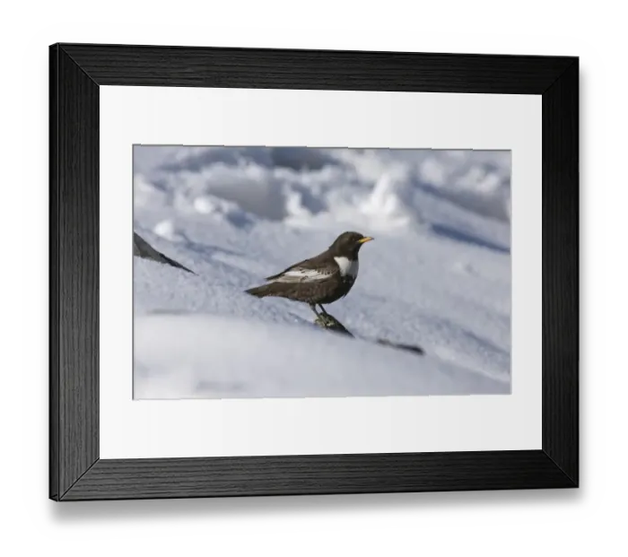 Framed Print : Ring Ouzel Turdus torquatas male Great Caucasus Georgia April Framed Print : Ring Ouzel Turdus torquatas male Great Caucasus Georgia April