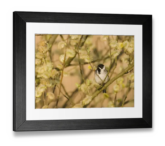 Framed Print : Reed Bunting Emberiza schoeniclus male in spring Norfolk UK Framed Print : Reed Bunting Emberiza schoeniclus male in spring Norfolk UK