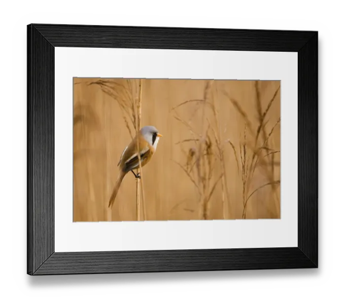 Framed Print : Bearded Tit Panurus biarmicus male Titchwell RSPB Reserve Norfolk March Framed Print : Bearded Tit Panurus biarmicus male Titchwell RSPB Reserve Norfolk March
