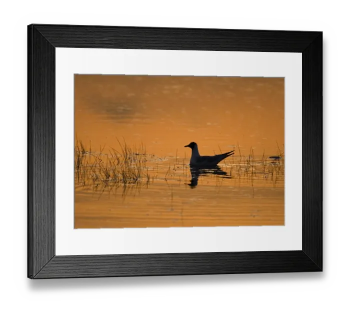 Framed Print : Black-headed Gull Larus ridibundus adult silhouetted at dusk on flooded saltmarsh Framed Print : Black-headed Gull Larus ridibundus adult silhouetted at dusk on flooded saltmarsh