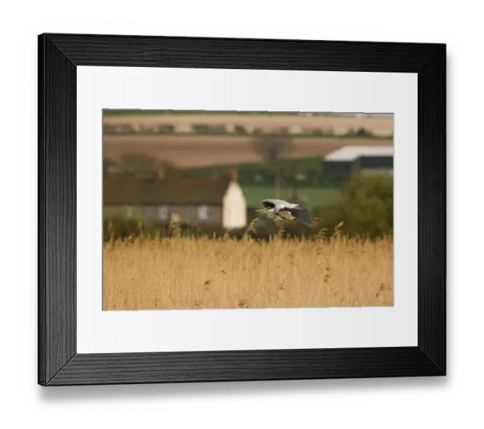 Framed Print : Grey Heron Ardea cinerea adult Titchwell RSPB Reserve Norfolk April Framed Print : Grey Heron Ardea cinerea adult Titchwell RSPB Reserve Norfolk April