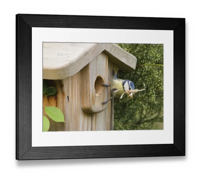 Framed Print : Blue Tit Parus caeruleus at nestbox with nest material in garden Kent spring Framed Print : Blue Tit Parus caeruleus at nestbox with nest material in garden Kent spring