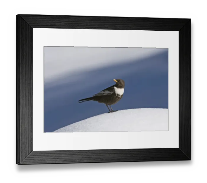 Framed Print : Ring Ouzel Turdus torquatas male Great Caucasus Georgia April Framed Print : Ring Ouzel Turdus torquatas male Great Caucasus Georgia April