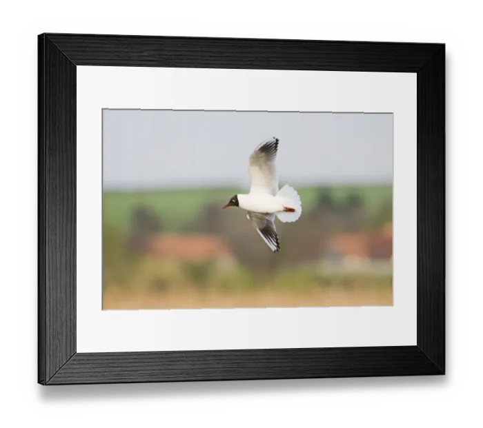 Framed Print : Black-headed Gull Larus ridibundus adult in breeding plumage Titchwell Norfolk April Framed Print : Black-headed Gull Larus ridibundus adult in breeding plumage Titchwell Norfolk April