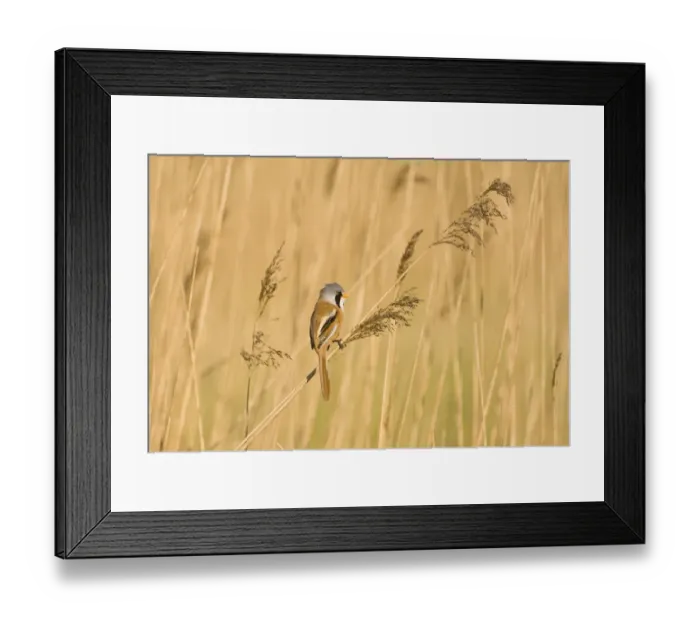 Framed Print : Bearded Tit Panurus biarmicus male in reedbed Titchwell RSPB Reserve Norfolk April