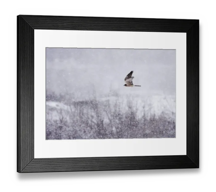 Framed Print : Montagus Harrier Circus pygargus female migrating through blizzard Great Caucasus Framed Print : Montagus Harrier Circus pygargus female migrating through blizzard Great Caucasus