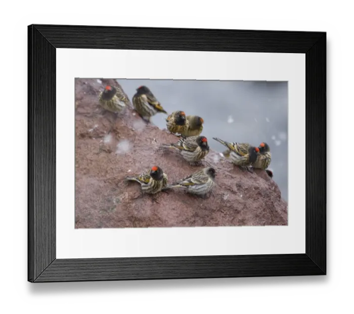 Framed Print : Red-fronted Serins Serinus pusillus Kazbegi Great Caucasus Georgia April Framed Print : Red-fronted Serins Serinus pusillus Kazbegi Great Caucasus Georgia April