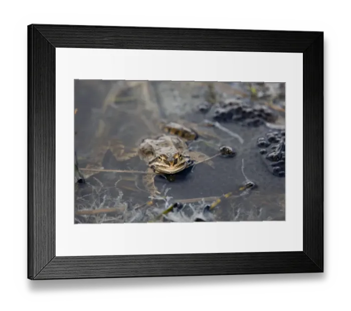 Framed Print : Marsh Frog Rana ridibunda in pond surrounded by spawn Great Caucasus Georgia April Framed Print : Marsh Frog Rana ridibunda in pond surrounded by spawn Great Caucasus Georgia April