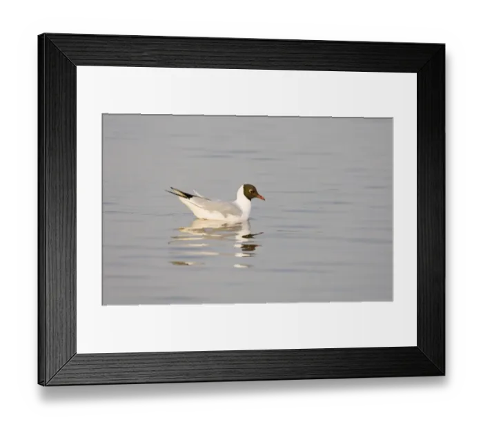 Framed Print : Black-headed Gull Larus ridibundus adult in breeding plumage Titchwell Norfolk April
