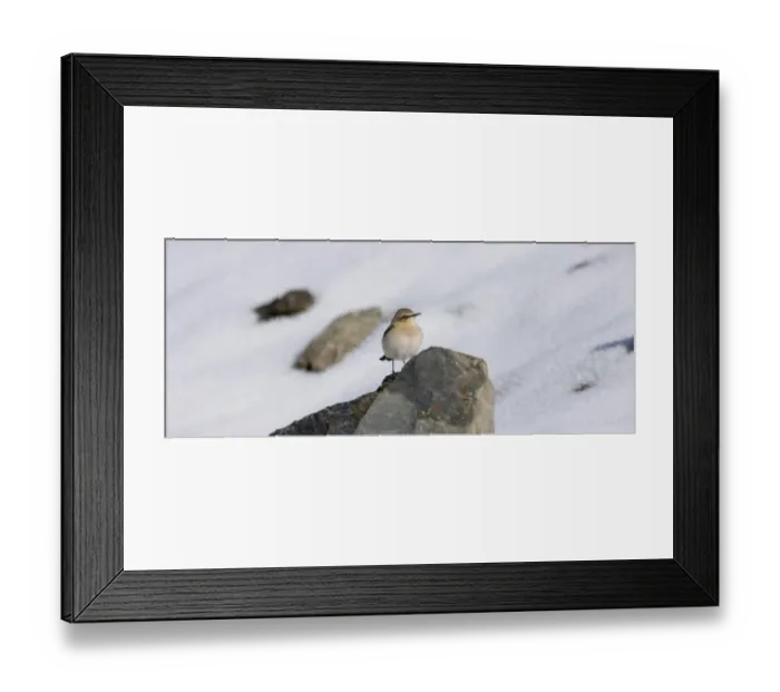 Framed Print : Northern Wheatear Oenanthe oenanthe migrant female in snow Georgia April Framed Print : Northern Wheatear Oenanthe oenanthe migrant female in snow Georgia April