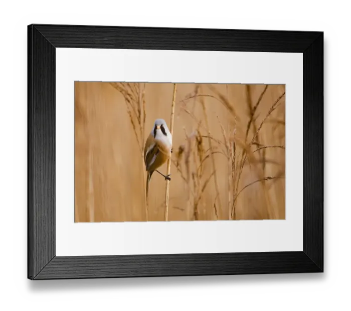 Framed Print : Bearded Tit Panurus biarmicus male Titchwell RSPB Reserve Norfolk March Framed Print : Bearded Tit Panurus biarmicus male Titchwell RSPB Reserve Norfolk March