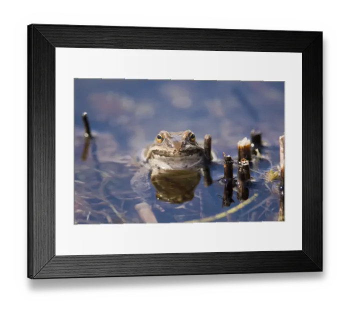 Framed Print : Marsh Frog Rana ridibunda in pond Great Caucasus Georgia April
