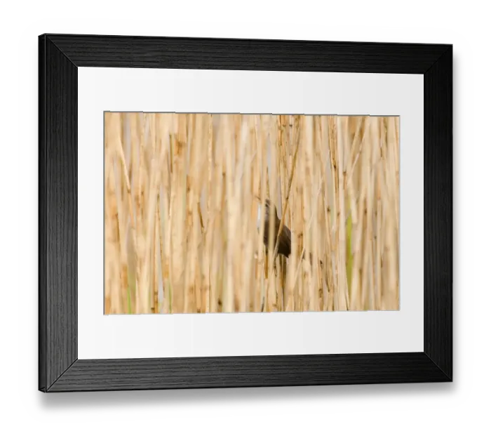 Framed Print : Cettis Warbler in song hidden in reedbed Cley Norfolk spring