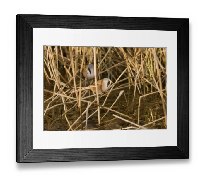 Framed Print : Bearded Tit Panurus biarmicus males in reeddbed ditch at Cley Norfolk April