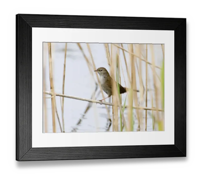 Framed Print : Cettis Warbler Cley Norfolk Framed Print : Cettis Warbler Cley Norfolk