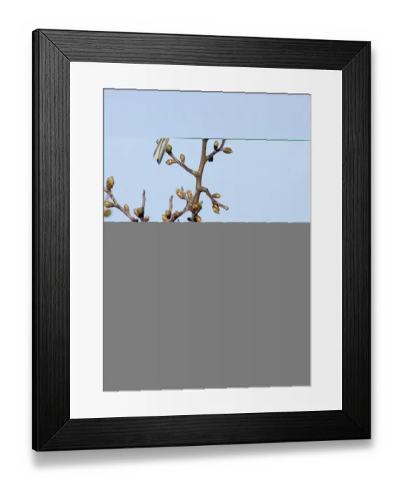 Framed Print : Chaffinch Fringilla coelebs male Suffolk April Framed Print : Chaffinch Fringilla coelebs male Suffolk April