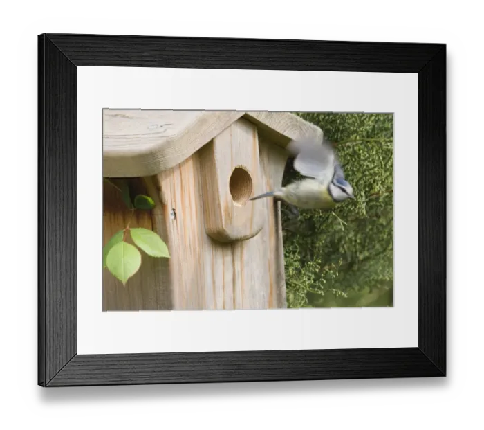 Framed Print : Blue Tit Parus caeruleus leaving nestbox in garden Kent spring Framed Print : Blue Tit Parus caeruleus leaving nestbox in garden Kent spring