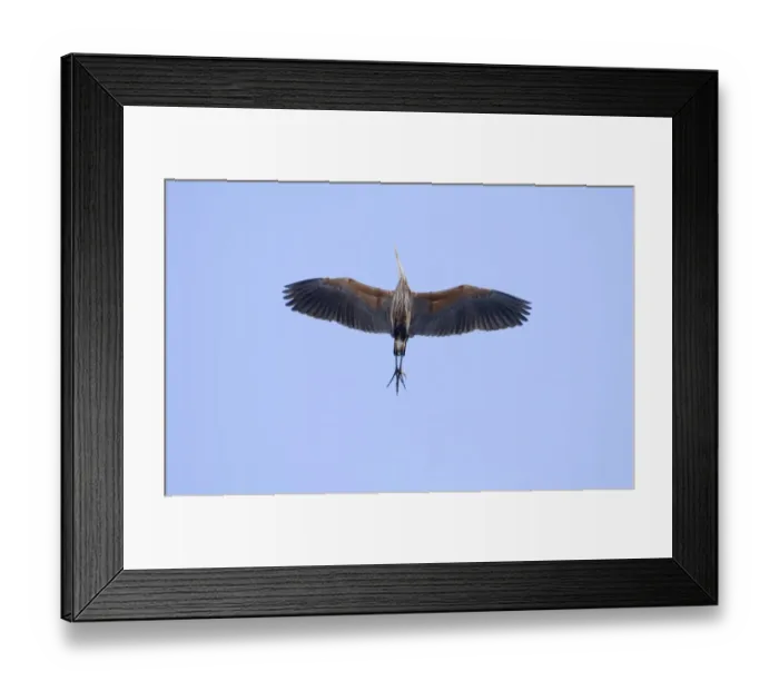 Framed Print : Migrant Purple Heron Ardea purpurea migrating through Great Caucasus Mountains Georgia Framed Print : Migrant Purple Heron Ardea purpurea migrating through Great Caucasus Mountains Georgia