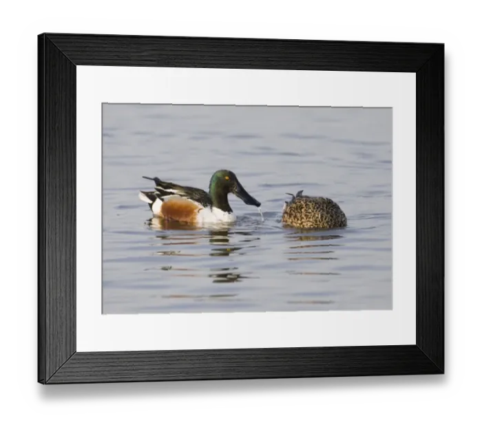 Framed Print : Shoveler Anas clypeata pair feeding Titchwell RSPB Reserve Norfolk April