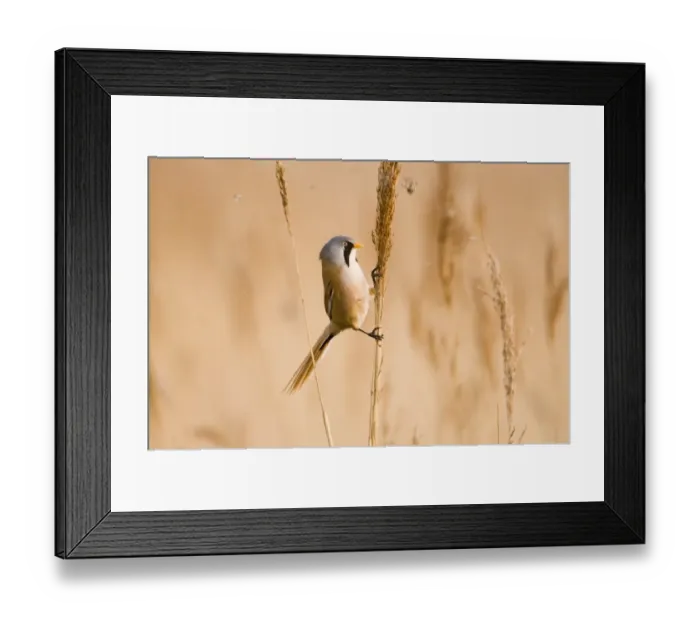 Framed Print : Bearded Tit Panurus biarmicus male in reedbed Titchwell RSPB Reserve Norfolk April Framed Print : Bearded Tit Panurus biarmicus male in reedbed Titchwell RSPB Reserve Norfolk April