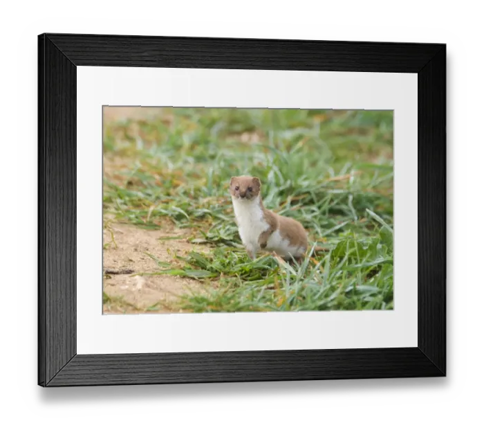 Framed Print : Weasel Mustela nivalis East Bank Cley Norfolk April Framed Print : Weasel Mustela nivalis East Bank Cley Norfolk April