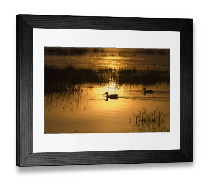 Framed Print : Shoveler Anas clypeata pair feeding Titchwell RSPB Reserve Norfolk April Framed Print : Shoveler Anas clypeata pair feeding Titchwell RSPB Reserve Norfolk April