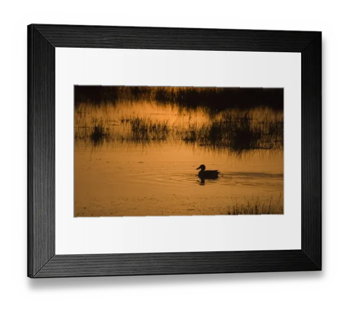 Framed Print : Shoveler Anas clypeata male Titchwell RSPB Reserve Norfolk April