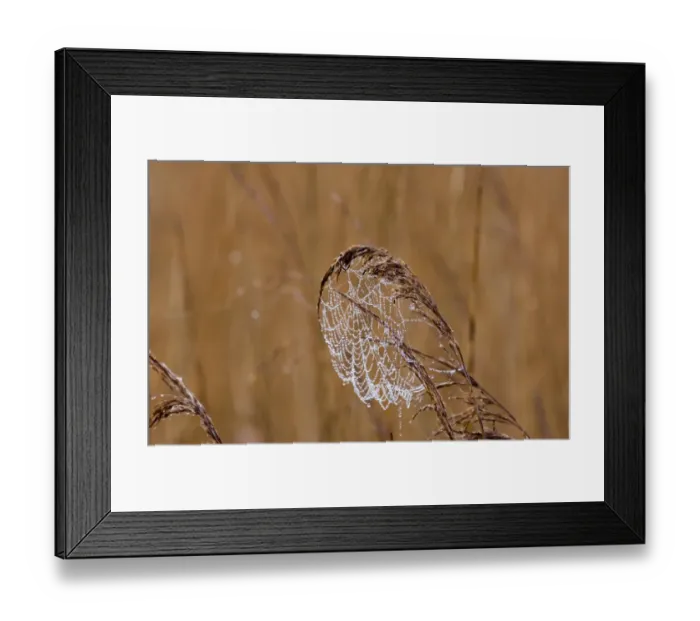 Framed Print : Dew laden cobweb on phragmites reed head Titchwell RSPB Reserve Norfolk March Framed Print : Dew laden cobweb on phragmites reed head Titchwell RSPB Reserve Norfolk March