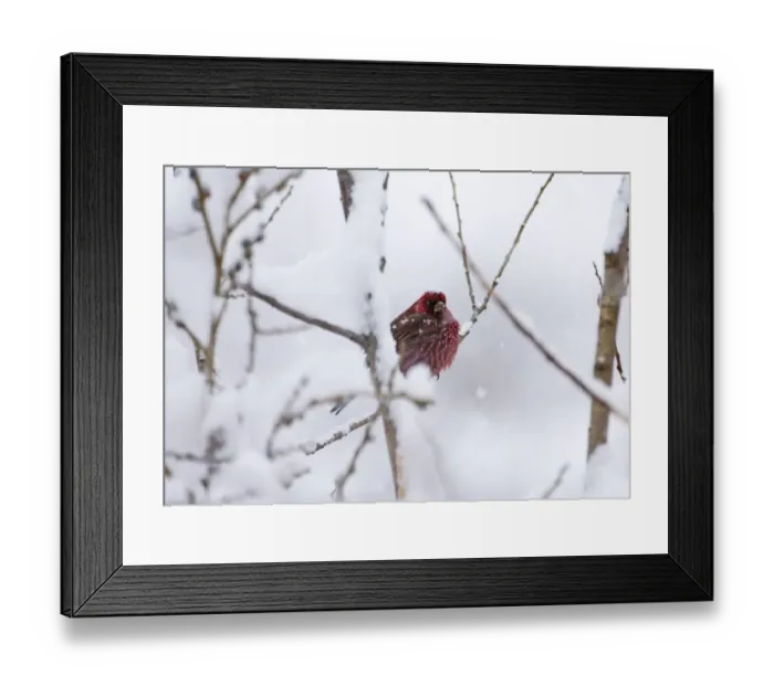 Framed Print : Great Rosefinch Carpodacus rubicilla male Kazbegi Great Caucasus Georgia April Framed Print : Great Rosefinch Carpodacus rubicilla male Kazbegi Great Caucasus Georgia April