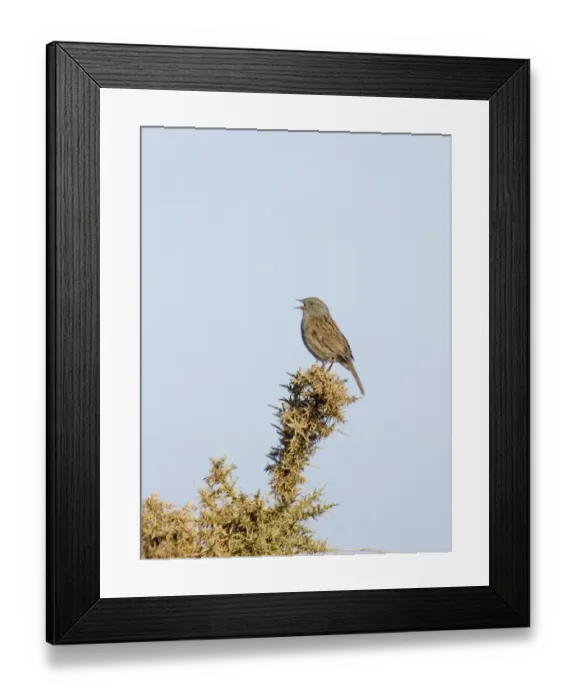Framed Print : Dunnock Prunella modularis in song Suffolk April Framed Print : Dunnock Prunella modularis in song Suffolk April