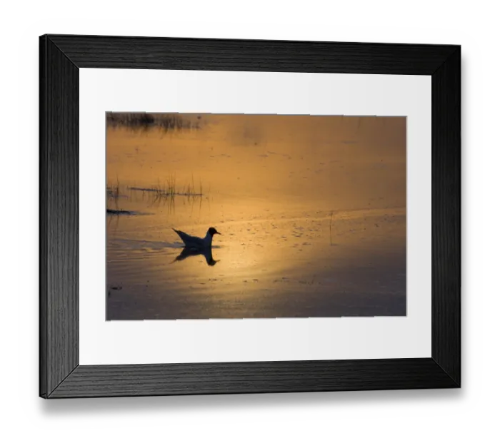 Framed Print : Black-headed Gull Larus ridibundus adult silhouetted at dusk on flooded saltmarsh Framed Print : Black-headed Gull Larus ridibundus adult silhouetted at dusk on flooded saltmarsh