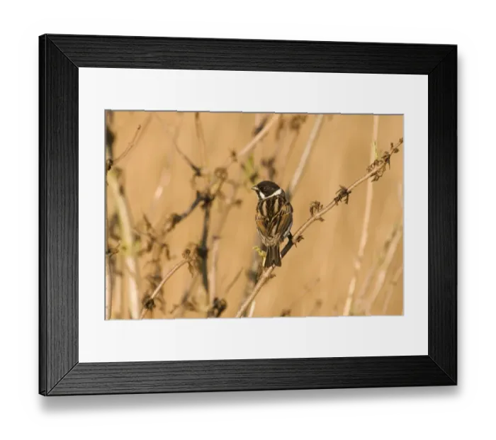 Framed Print : Reed Bunting Emberiza schoeniclus male in spring Norfolk UK Framed Print : Reed Bunting Emberiza schoeniclus male in spring Norfolk UK