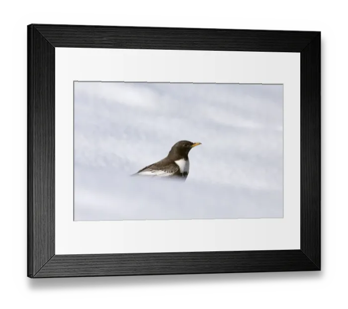 Framed Print : Ring Ouzel Turdus torquatas male Great Caucasus Georgia April