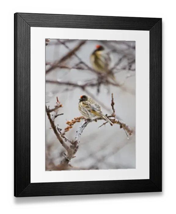 Framed Print : Red-fronted Serin Serinus pusillus Kazbegi Great Caucasus Georgia April Framed Print : Red-fronted Serin Serinus pusillus Kazbegi Great Caucasus Georgia April