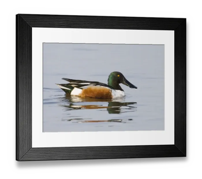 Framed Print : Shoveler Anas clypeata male Titchwell RSPB Reserve Norfolk April Framed Print : Shoveler Anas clypeata male Titchwell RSPB Reserve Norfolk April