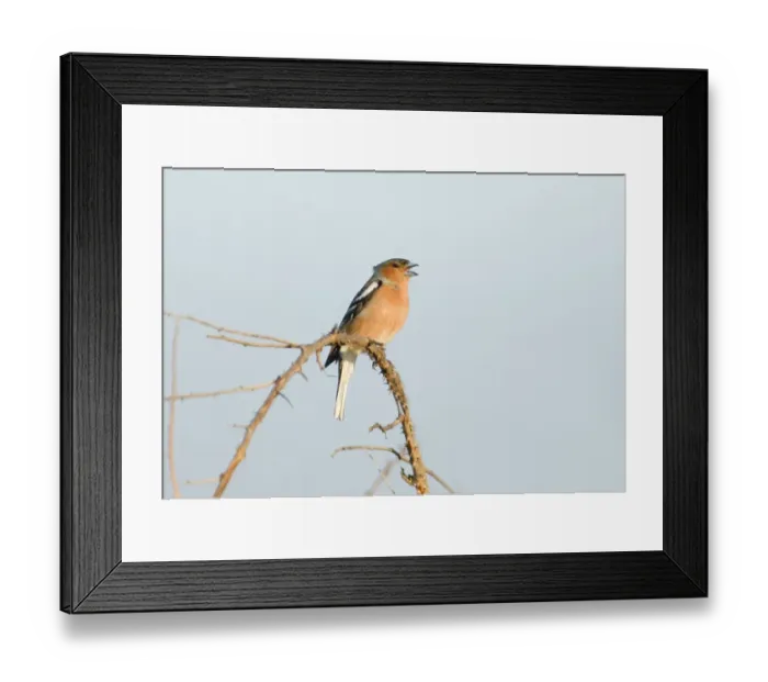 Framed Print : Chaffinch Fringilla coelebs male in song Suffolk April Framed Print : Chaffinch Fringilla coelebs male in song Suffolk April