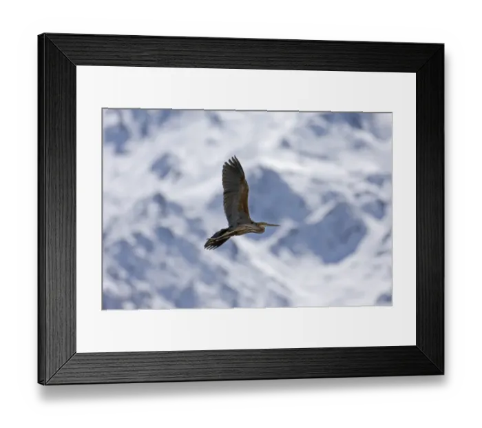 Framed Print : Migrant Purple Heron Ardea purpurea migrating through Great Caucasus Mountains Georgia Framed Print : Migrant Purple Heron Ardea purpurea migrating through Great Caucasus Mountains Georgia