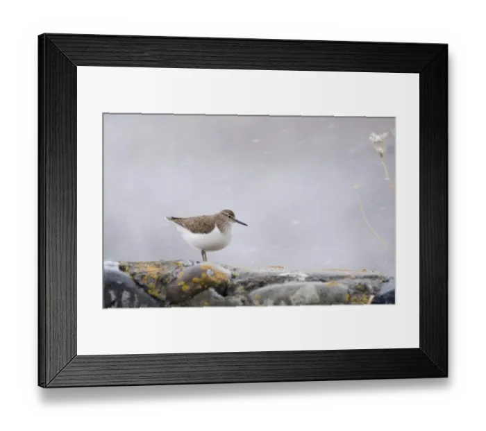 Framed Print : Common Sandpiper Actitis hypoleucos in blizzard Wales UK March Framed Print : Common Sandpiper Actitis hypoleucos in blizzard Wales UK March