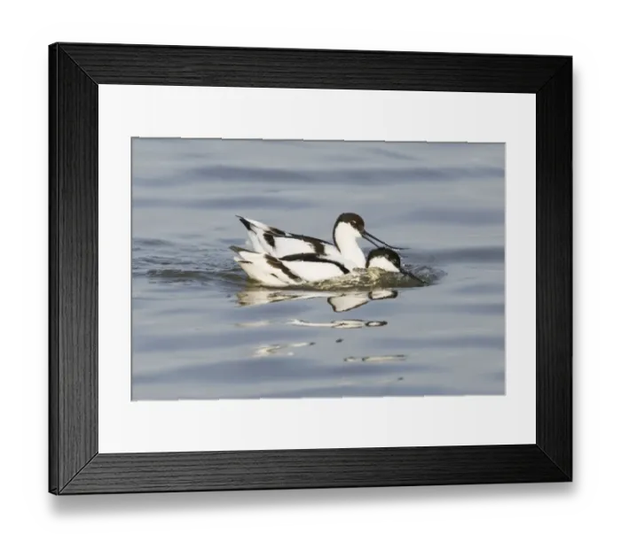 Framed Print : Avocet Recurvirostra avosetta squabbling Titchwell RSPB Reserve March Framed Print : Avocet Recurvirostra avosetta squabbling Titchwell RSPB Reserve March