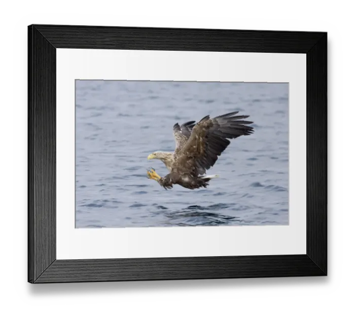 Framed Print : 02170dt. White-tailed Framed Print : 02170dt. White-tailed