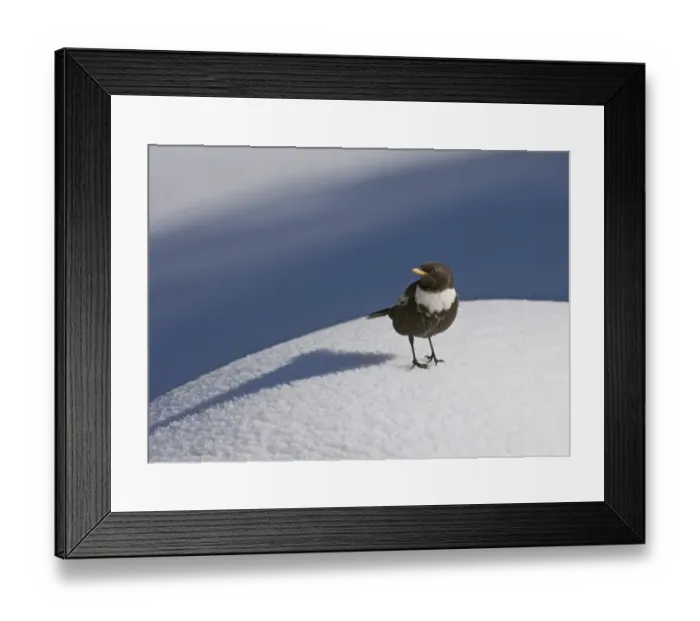 Framed Print : Ring Ouzel Turdus torquatas male Great Caucasus Georgia April Framed Print : Ring Ouzel Turdus torquatas male Great Caucasus Georgia April