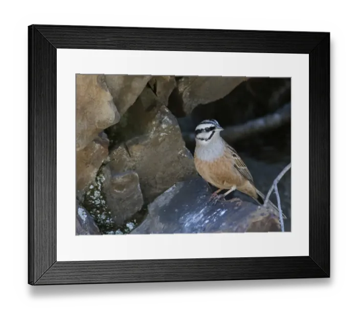 Framed Print : Rock Bunting Emberiza cia male Great Caucasus Georgia April Framed Print : Rock Bunting Emberiza cia male Great Caucasus Georgia April