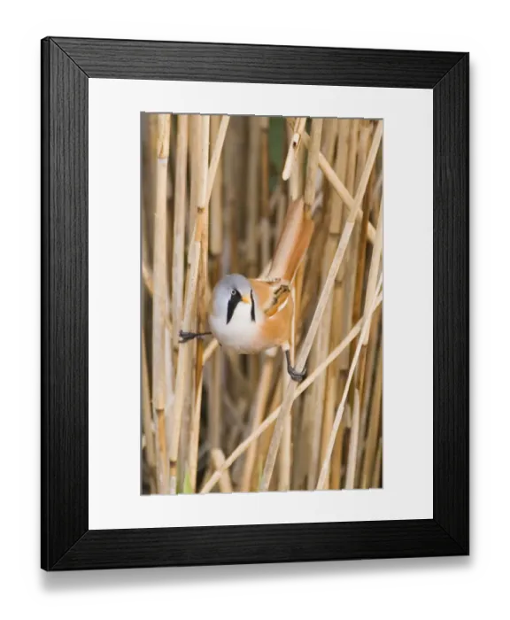 Framed Print : Bearded Tit Panurus biarmicus male in reedbed Titchwell RSPB Reserve Norfolk April Framed Print : Bearded Tit Panurus biarmicus male in reedbed Titchwell RSPB Reserve Norfolk April