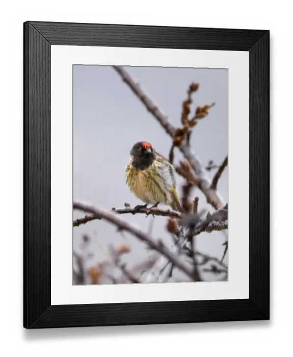 Framed Print : Red-fronted Serin Kazbegi Great Caucasus Georgia April Framed Print : Red-fronted Serin Kazbegi Great Caucasus Georgia April