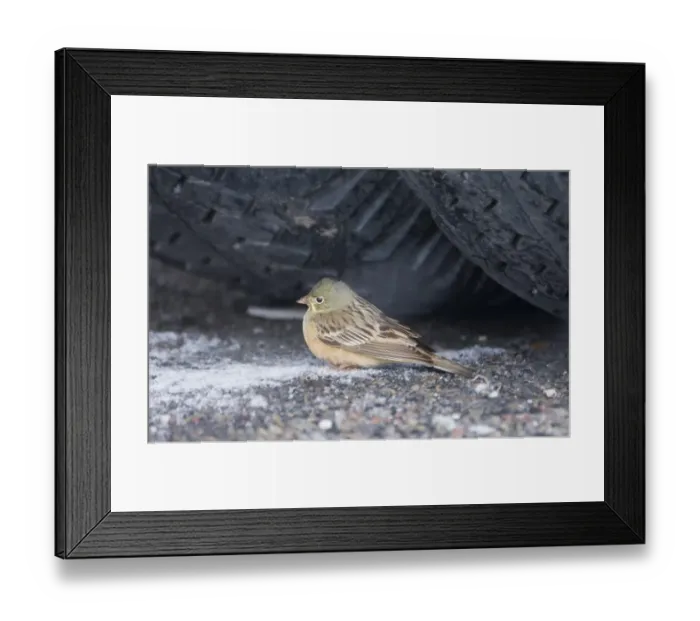 Framed Print : Ortolan Bunting Emberiza hortulana female migrant sheltering under wheel of lorry Framed Print : Ortolan Bunting Emberiza hortulana female migrant sheltering under wheel of lorry