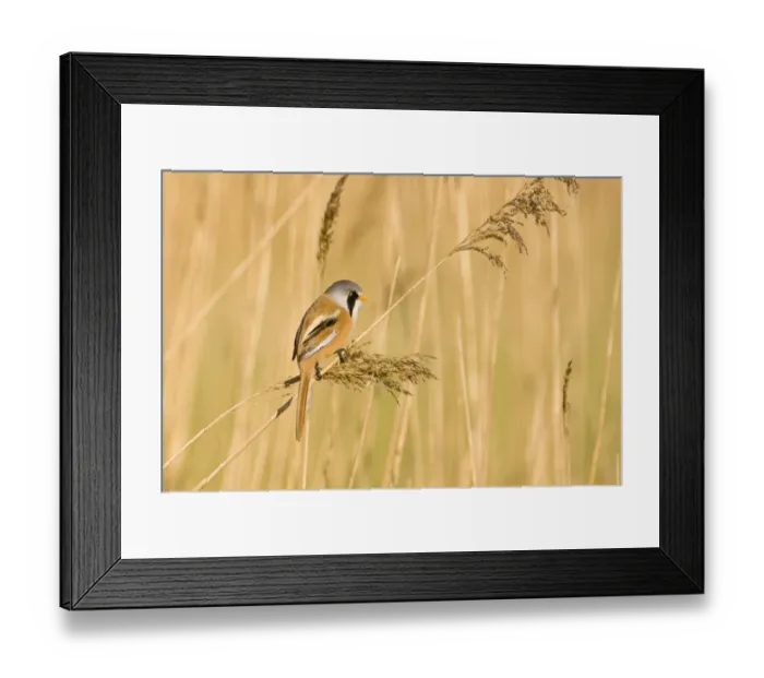 Framed Print : Bearded Tit Panurus biarmicus male in reedbed Titchwell RSPB Reserve Norfolk April Framed Print : Bearded Tit Panurus biarmicus male in reedbed Titchwell RSPB Reserve Norfolk April