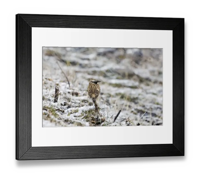 Framed Print : Migrant Whinchat Saxicola rubetra in blizzard Georgia April Framed Print : Migrant Whinchat Saxicola rubetra in blizzard Georgia April