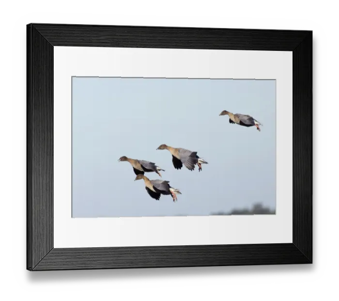 Framed Print : Pink-footed Geese Anser brachyrhynchus North Norfolk winter