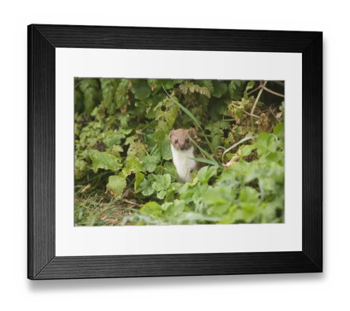 Framed Print : Weasel Mustela nivalis East Bank Cley Norfolk April Framed Print : Weasel Mustela nivalis East Bank Cley Norfolk April